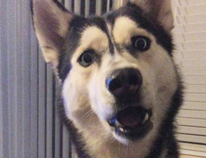 免费DDOS攻击测试工具