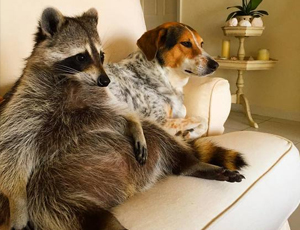 ddos服务器攻击手段