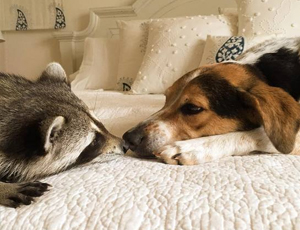 免费ddos平台攻击