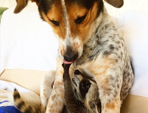 便宜货源哪里的在线DDOS平台攻击